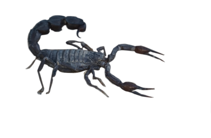 Androctonus turkiyensis — savunma duruşu, metasoma kaldırılmış