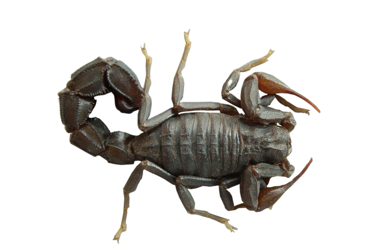 Androctonus turkiyensis — dorsal görünüm, erişkin birey